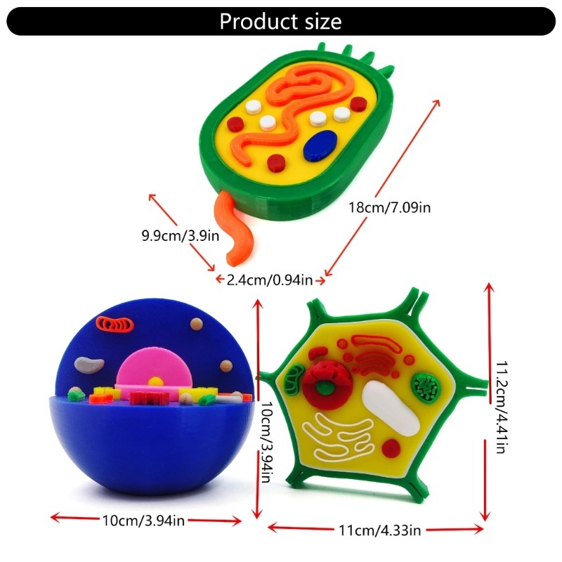 Educational Animal and Plant Cell Anatomy Model For Teaching Demonstration