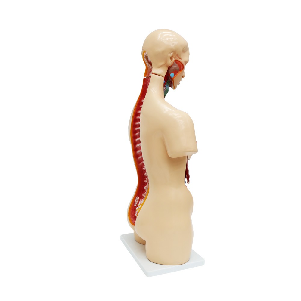 Detachable Human Torso Model Medical 31.89 in Dual-Sex Torso Anatomy Model