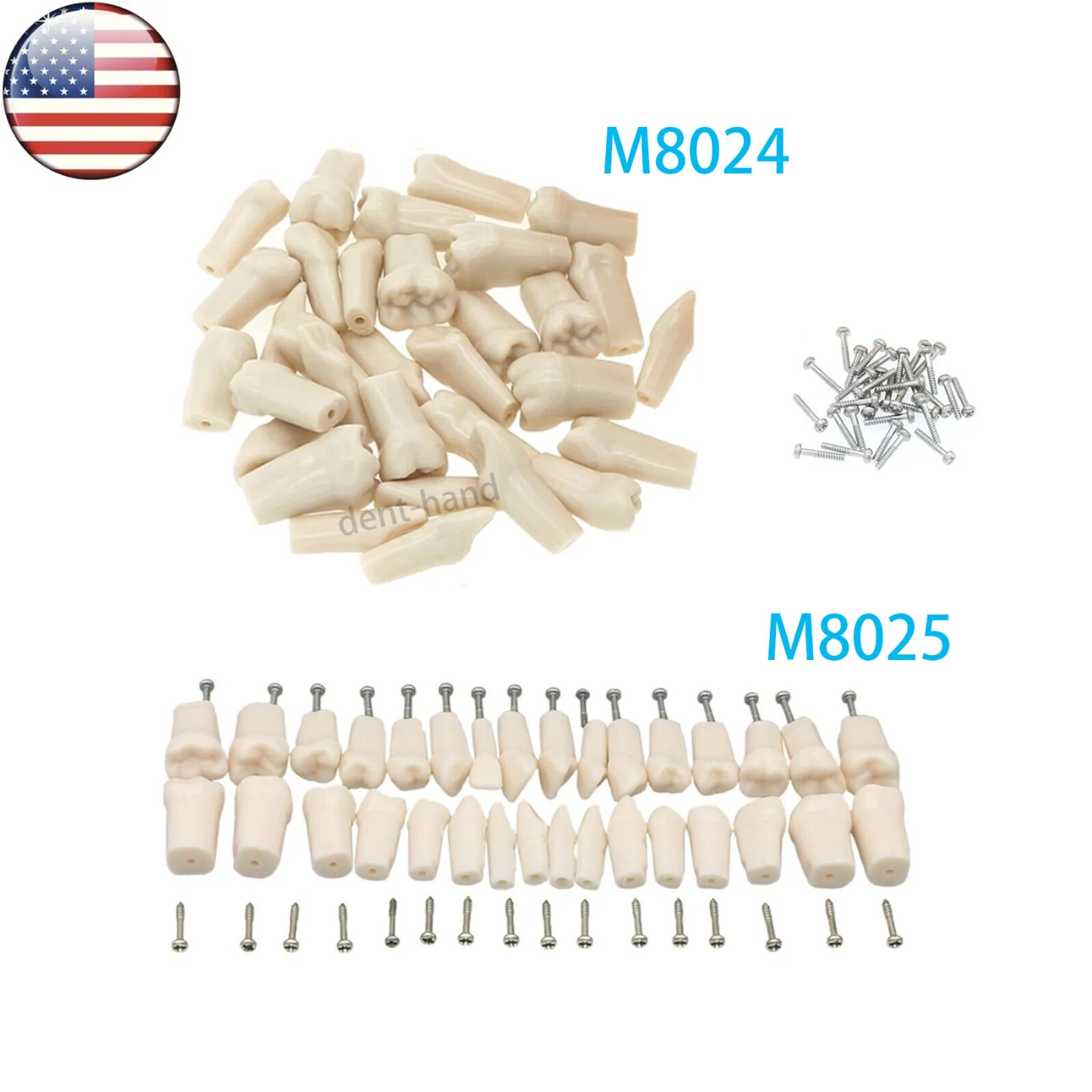 Dental Typodont Replacement Teeth Screw-in Model fit Kilgore NISSIN 200/500 Type