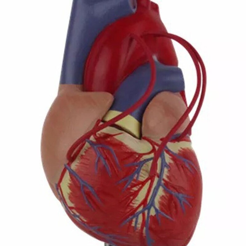 Human Heart Model 1:1 Life Size Anatomical Heart Model for Cardiology Study