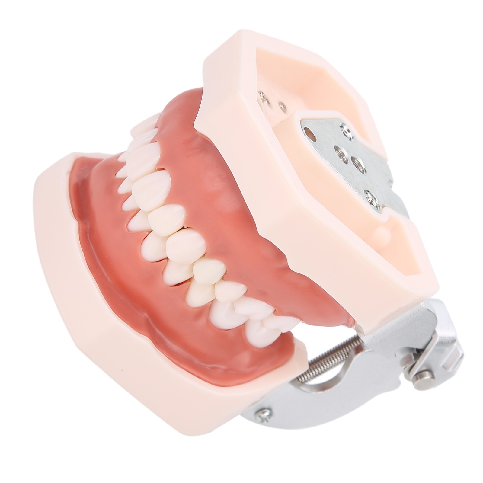 Detachable Teeth Model Simulation Dental Teeth Model For Teaching Practice With❀