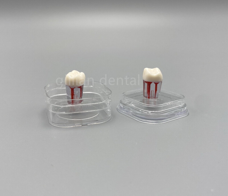 Denture Inlay Fragile Display Case Membrane Box Teeth Holder 38*38*17mm Separate