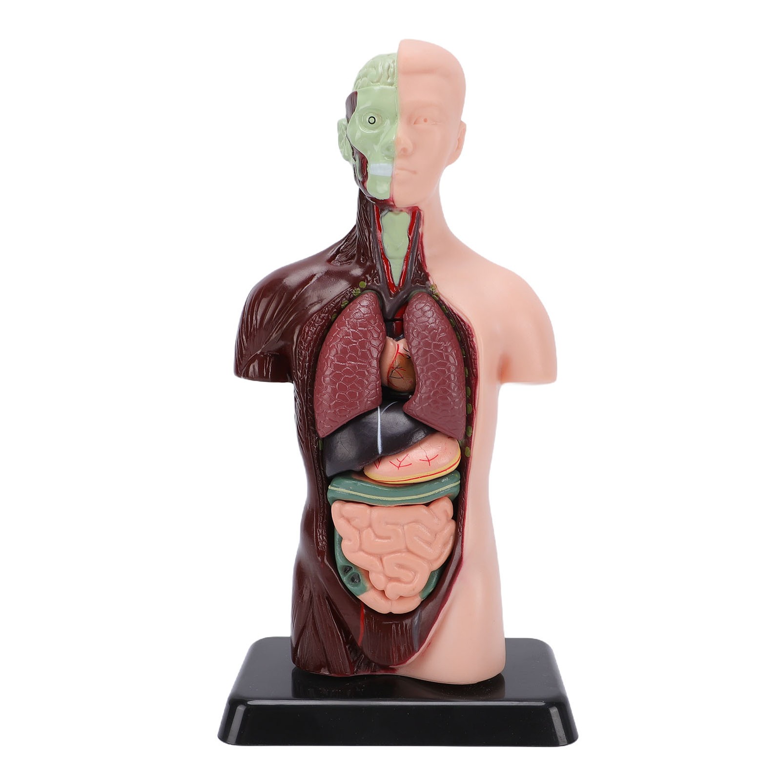 Interactive Human Body Model Organ Replica Education