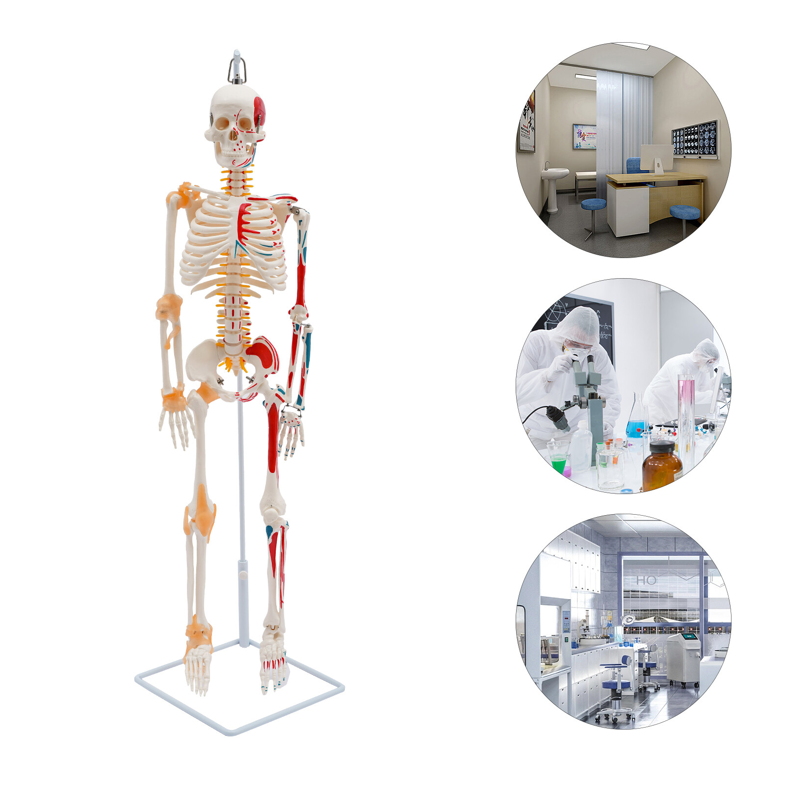 85cm Hanging Style Human Skeleton Model Includes Joint Ligaments For Doctor