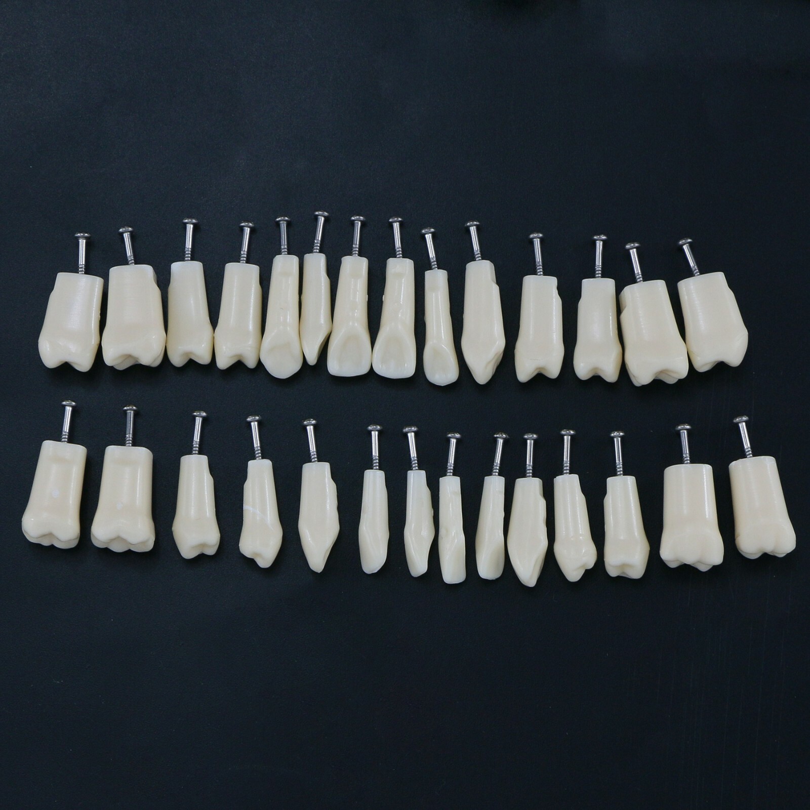 US Dental Typodont Replacement Screw-in Teeth Model fit Kilgore NISSIN 200 Type