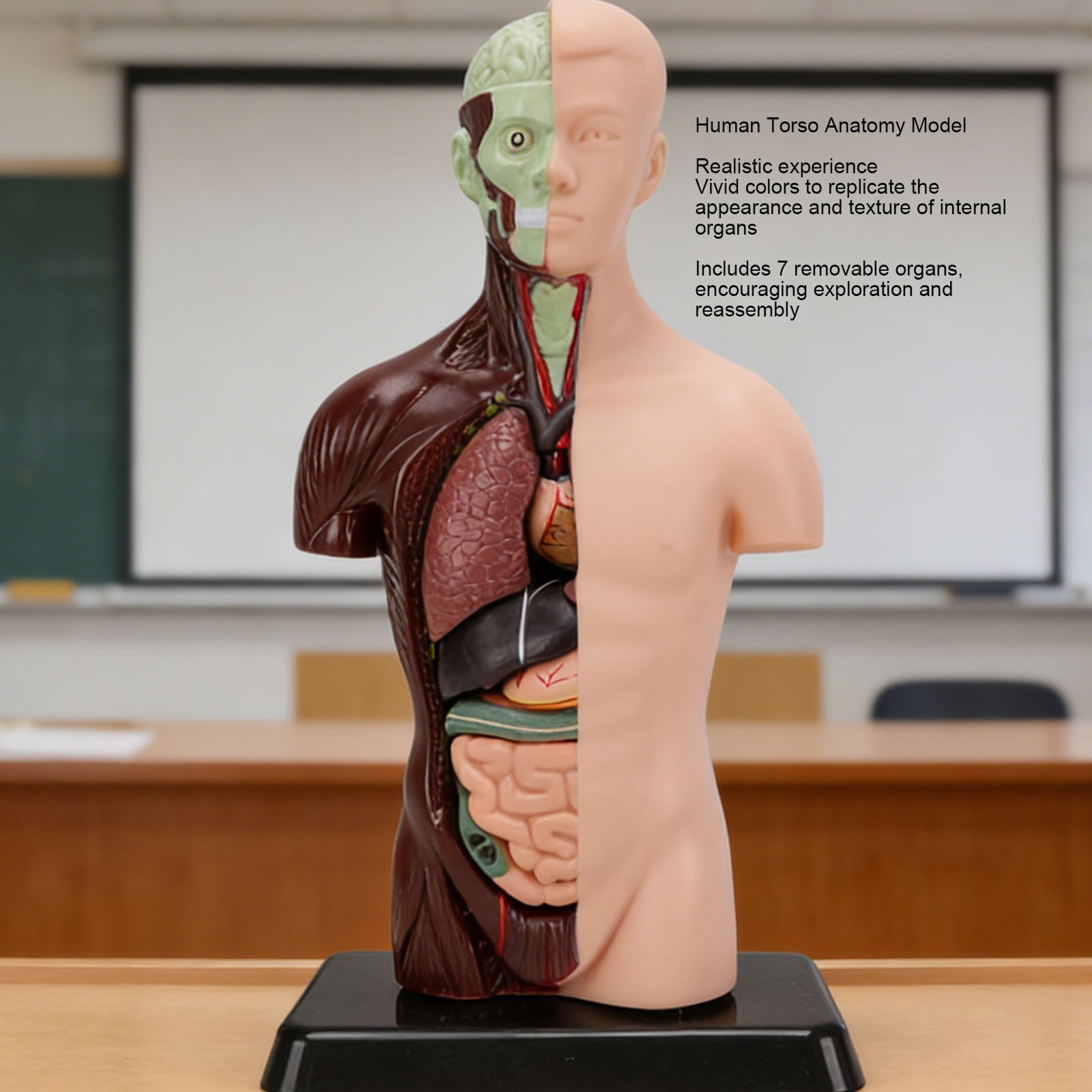 Interactive Human Body Model Organ Replica Education V1