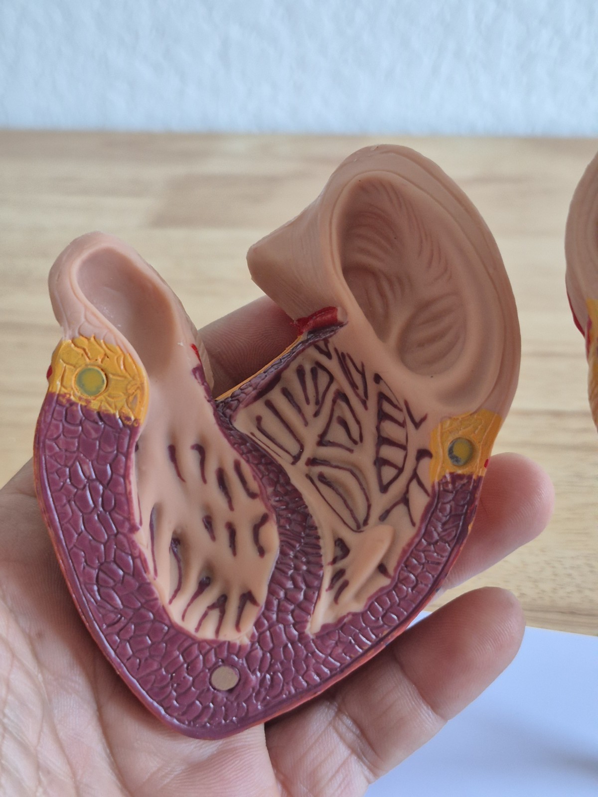 Human Heart Model, Anatomically Accurate Numbered 2-Part Life Size Heart Medical