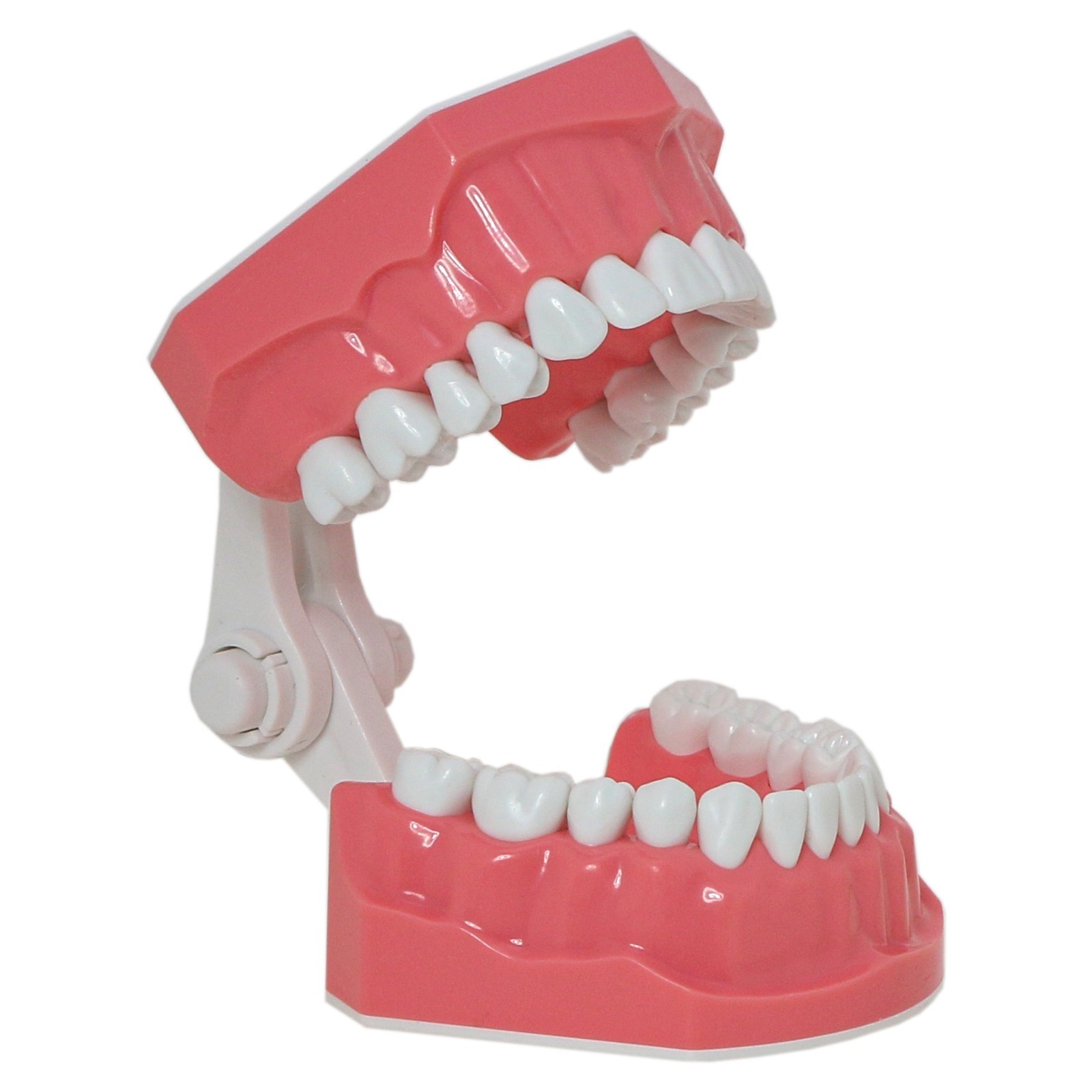 US Dental Typodont 1:1 Teeth Model with/without Orthodontic Brackets Brushing