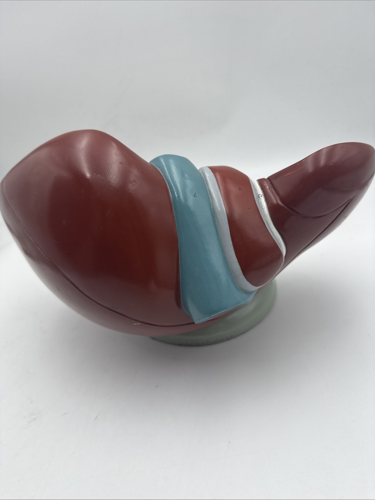 Denoyer Geppert A51 Liver Circulation and Gallbladder Model Autographed Anatomy