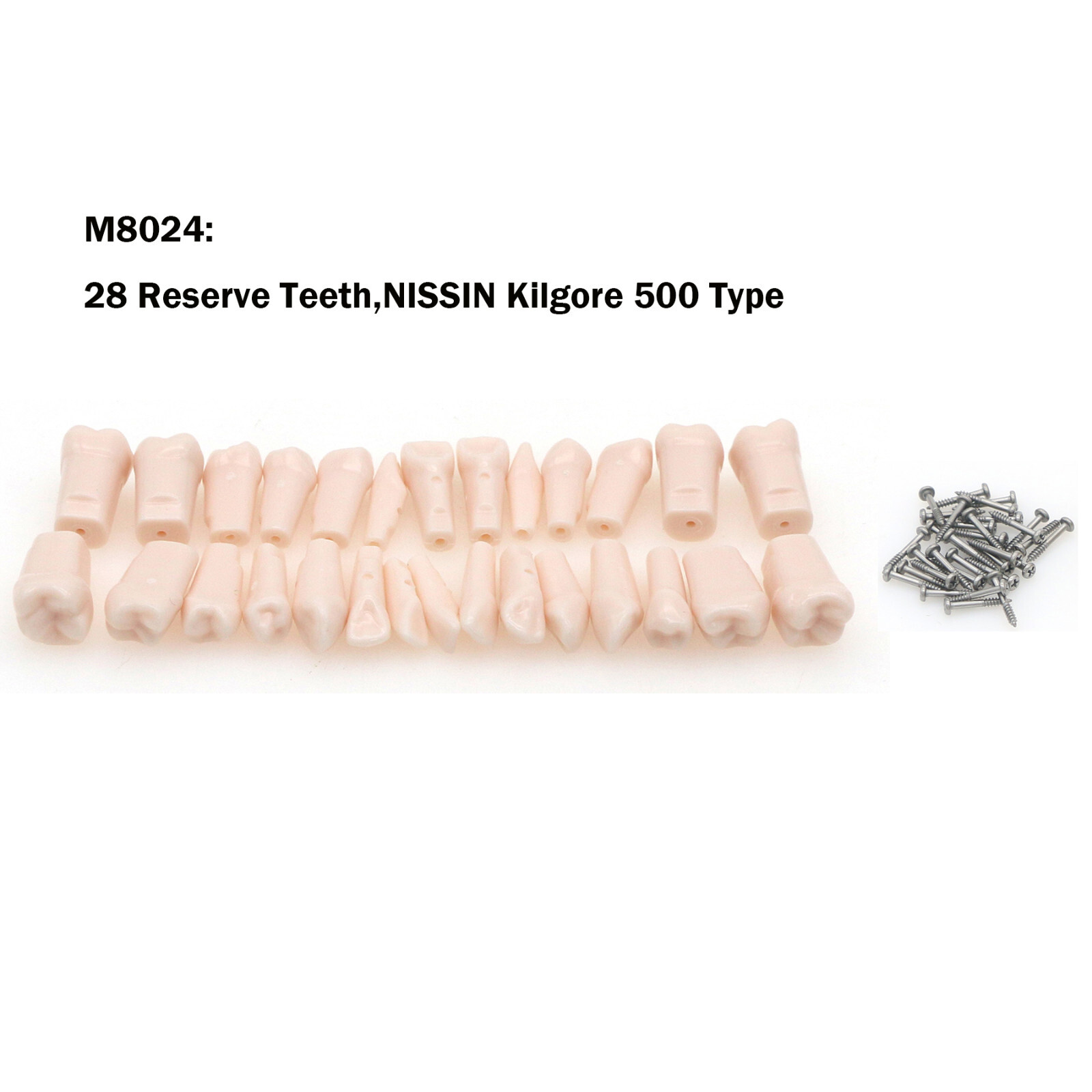 Dental Typodont Replacement Screw-in Teeth Model fits Kilgore NISSIN 200/500Type