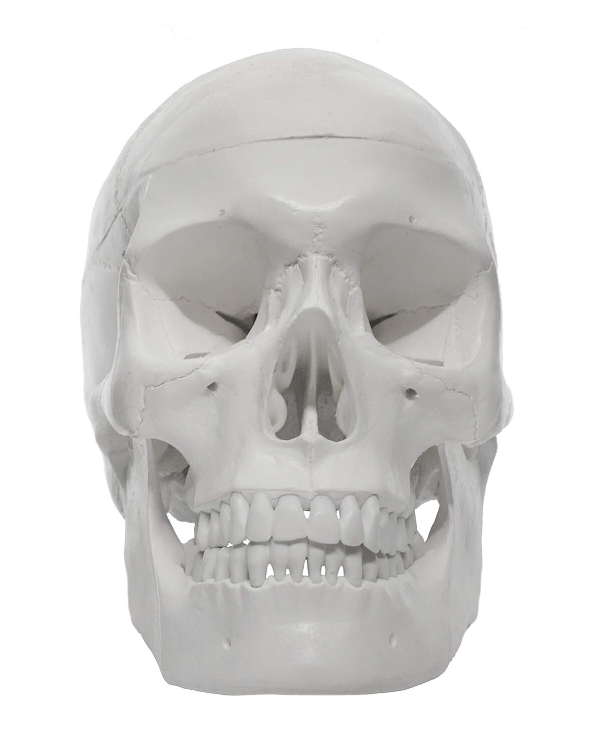 Premium Dental Anatomy Skull Model – Easy to Clean – Educational and Decorative