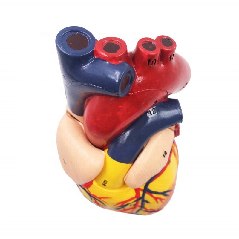 Disassembled Anatomical Human Heart Model Anatomy Medical Teaching Tool US STOCK