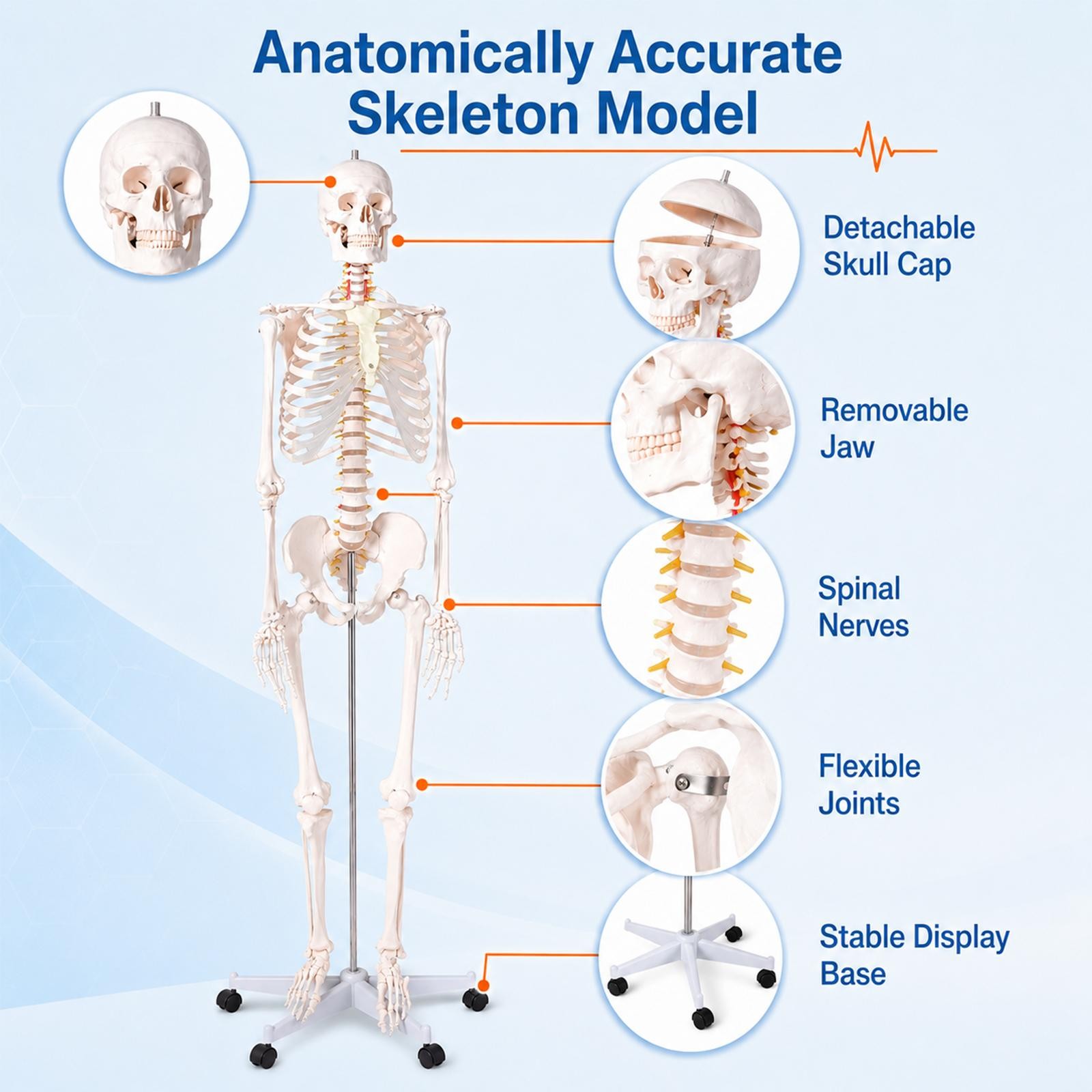 Human Skeleton Model Anatomical Skeleton Life Size