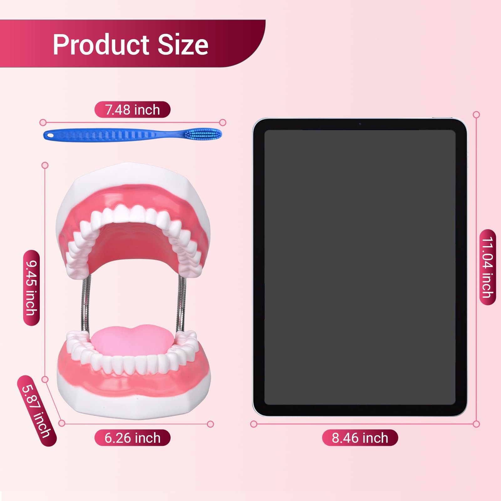 Mouth Model Metal Hinge for Speech Therapy, Ideal Brushing Teaching Dental Te…