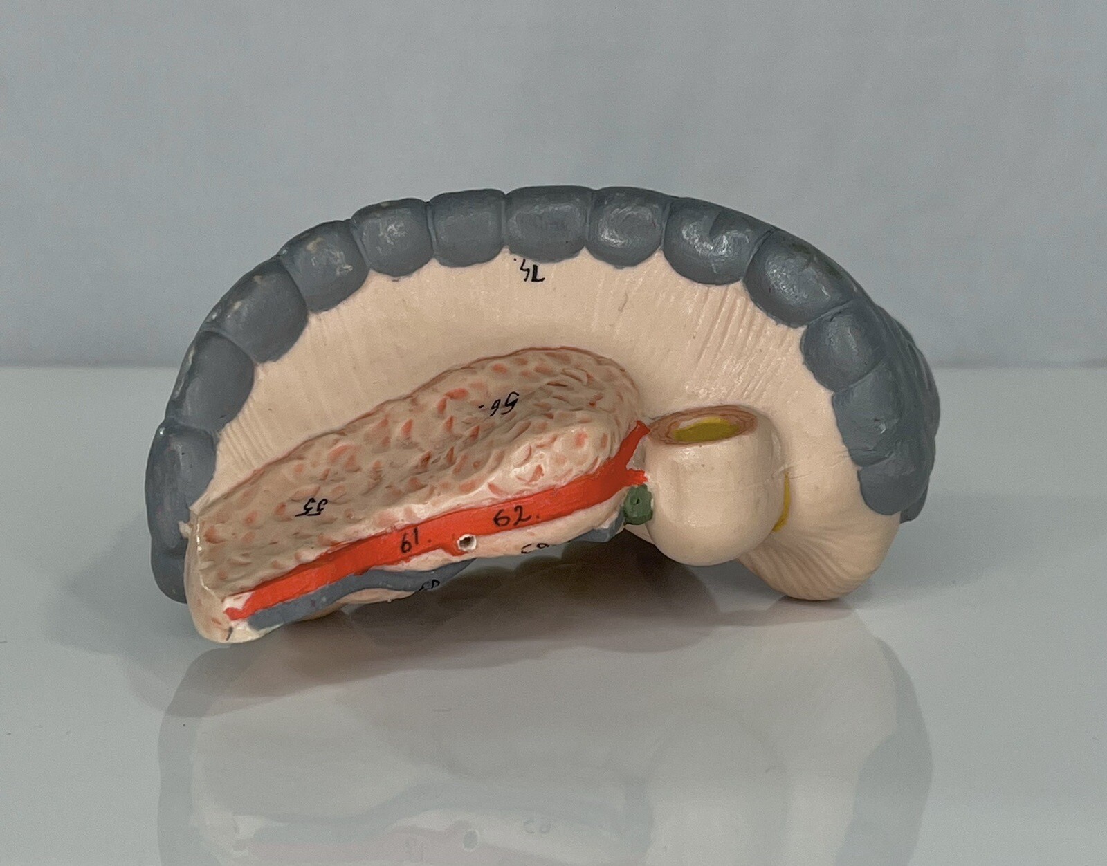 3B Scientific – Small & Large Intestine Spare Part for Human Muscle Model B55