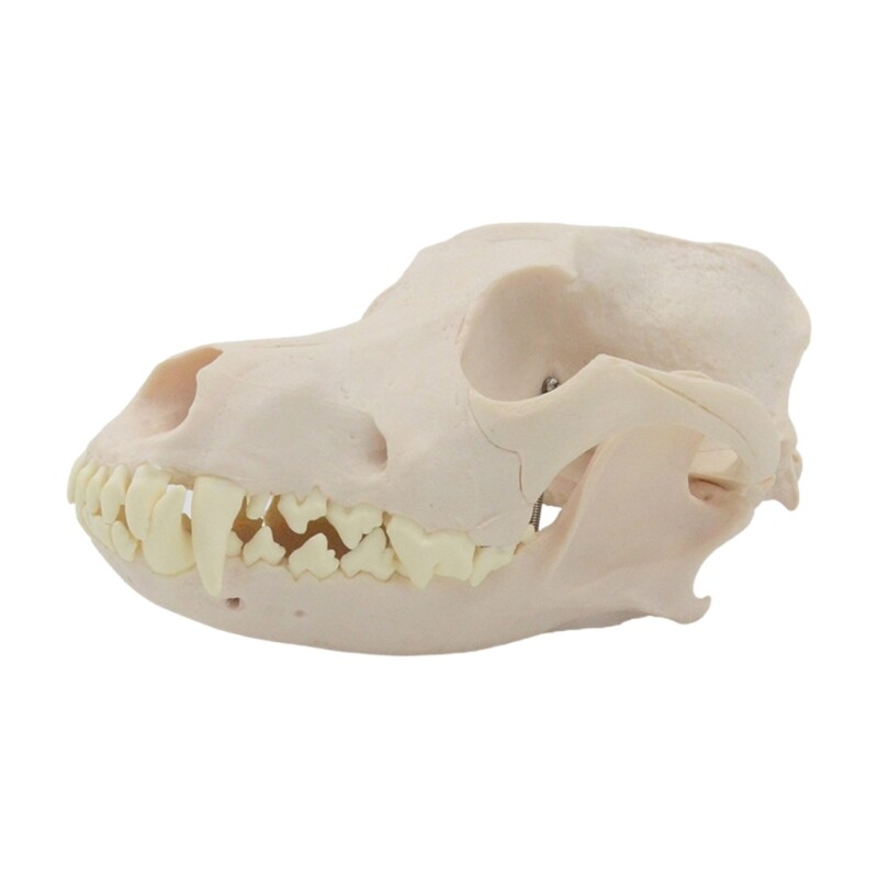 Dog Head Skeleton Model Animal Skull Anatomy Model for Veterinary Teaching