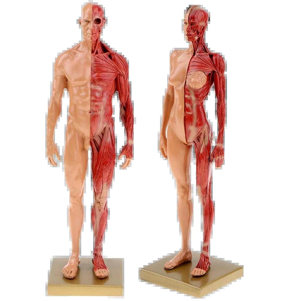 30cm Male Female Resin Human Anatomy Muscle Skeleton Model for Biologia Surgical