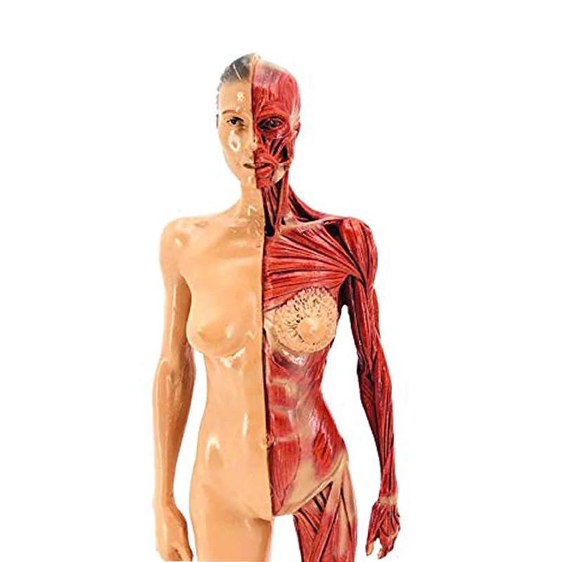 30cm Male Female Resin Human Anatomy Muscle Skeleton Model for Biologia Surgical