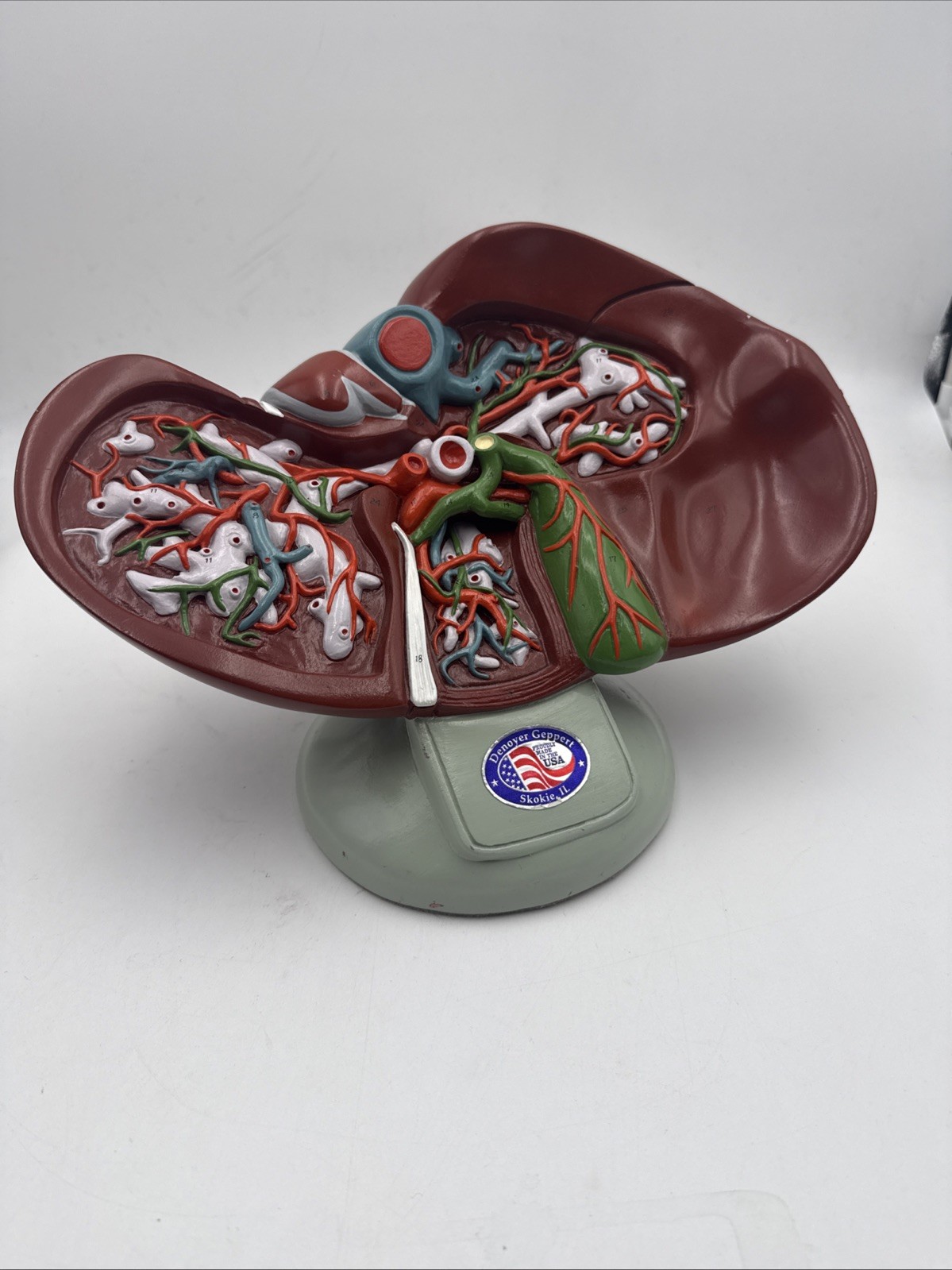 Denoyer Geppert A51 Liver Circulation and Gallbladder Model Autographed Anatomy