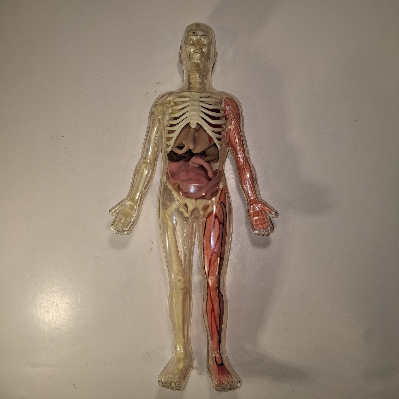 Vintage Human Body Model Anatomy Heart Brain Skeleton Muscles Lungs Student 13″