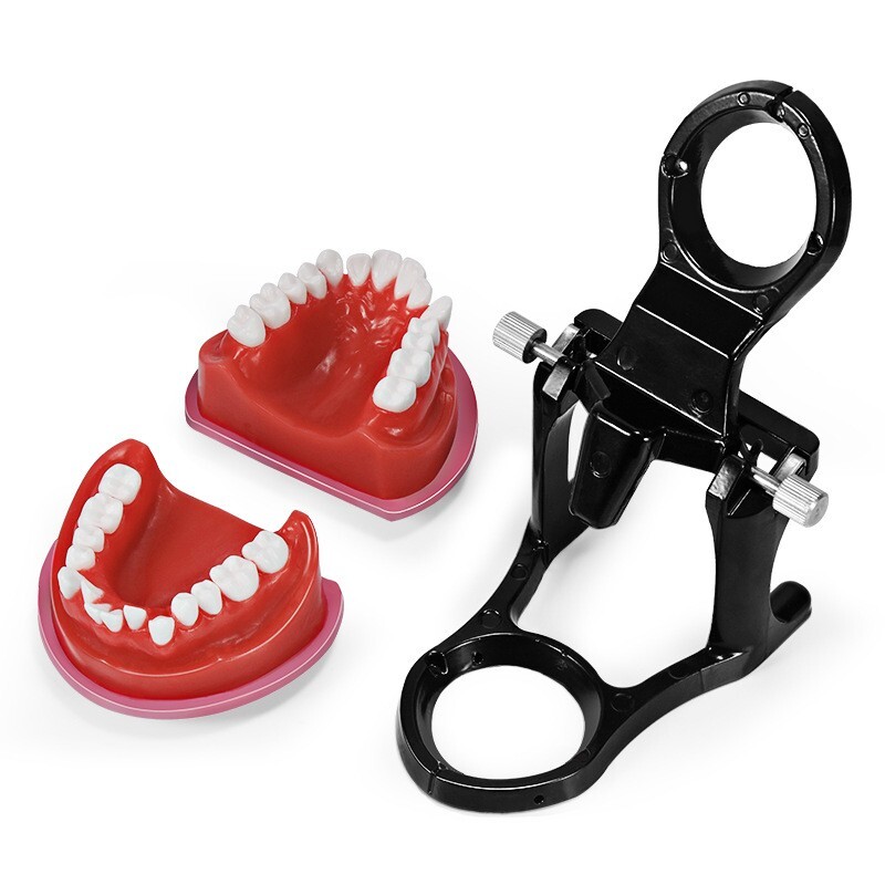 Reusable Dental Practical Study Training Model/typodont/orthodontics Wax Model