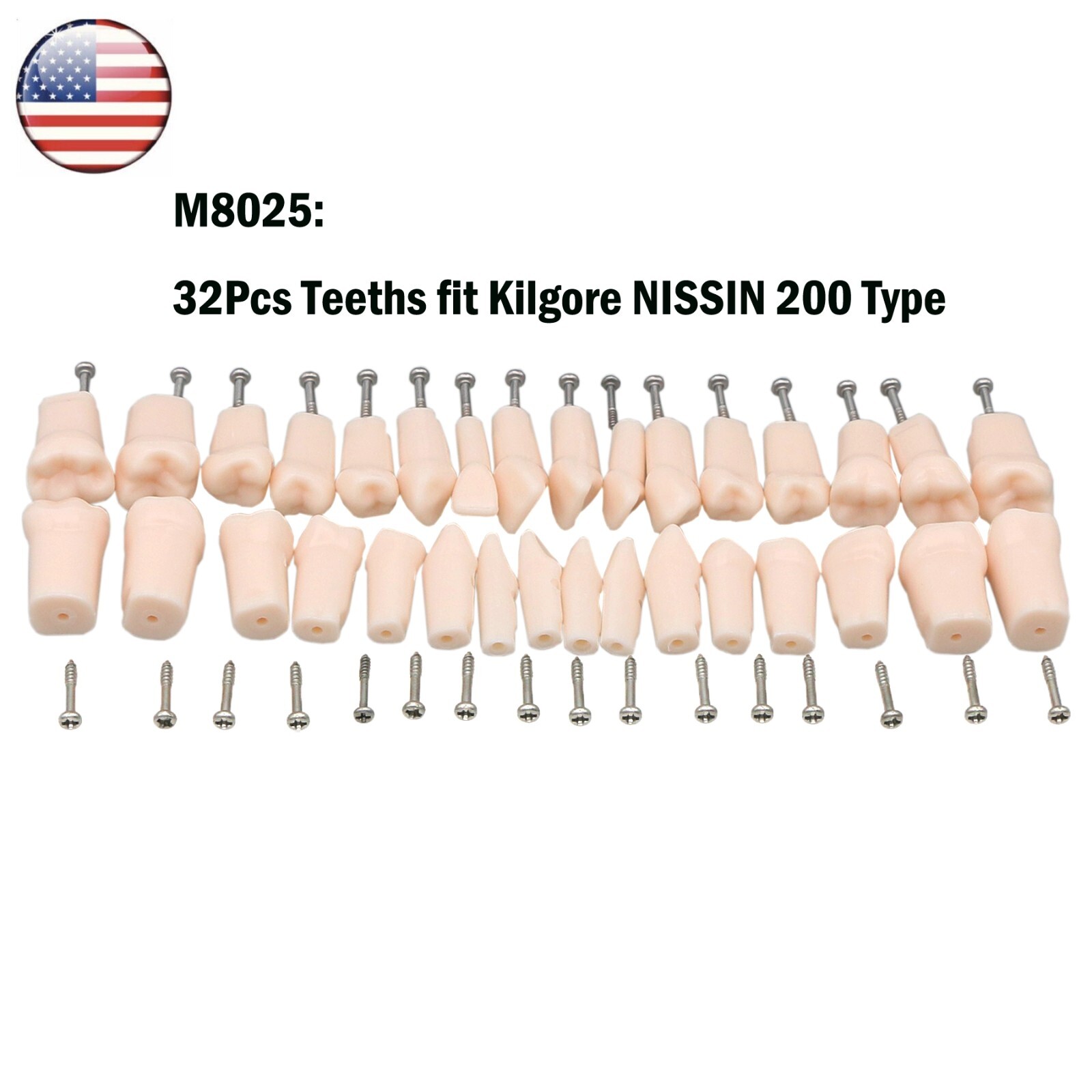 Dental Typodont Replacement Teeth Screw-in Model fit Kilgore NISSIN 200/500 Type