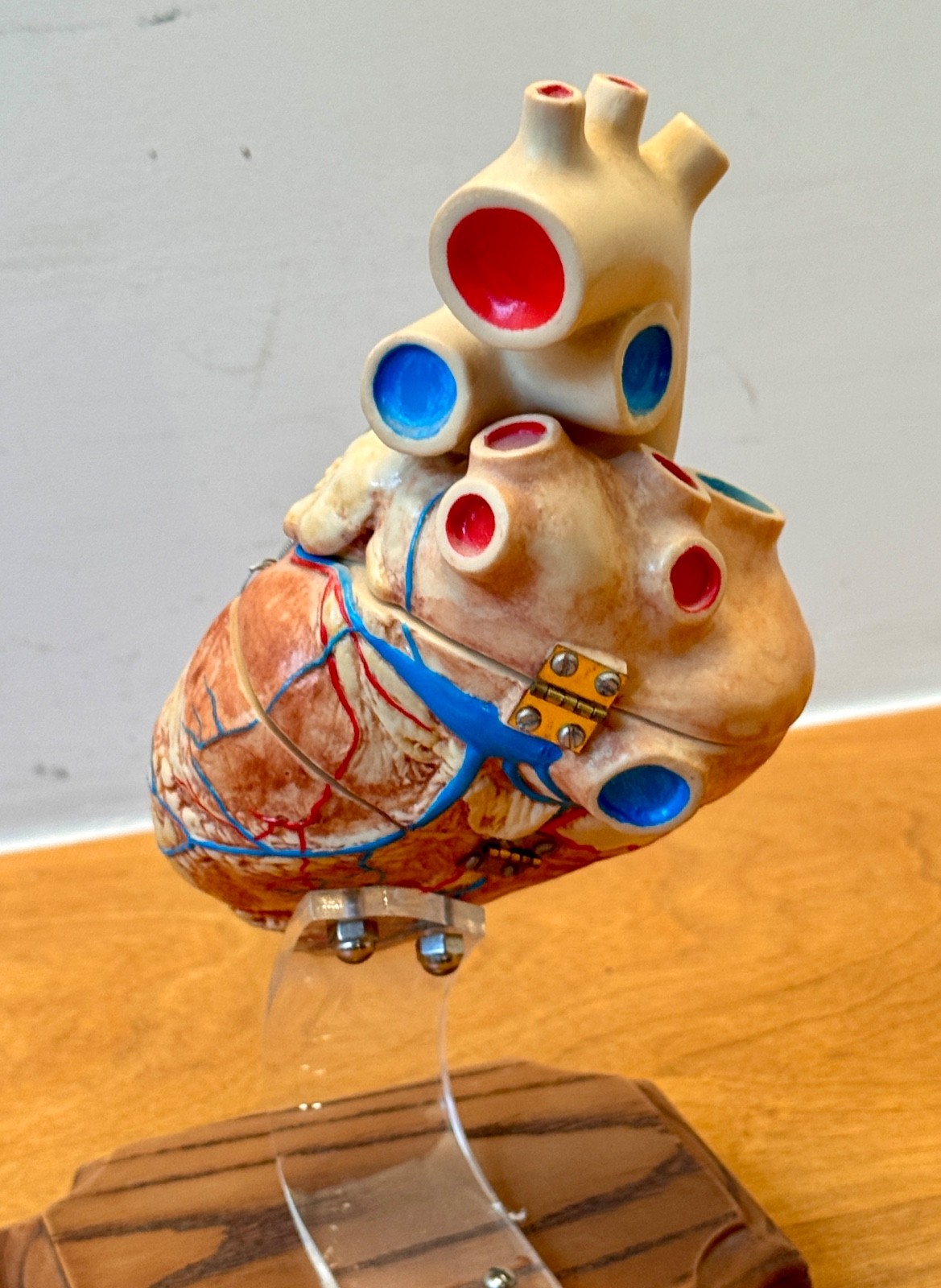 1970s Medical Plastics Laboratory Hinged Human Heart Model Sculpture Vtg Anatomy
