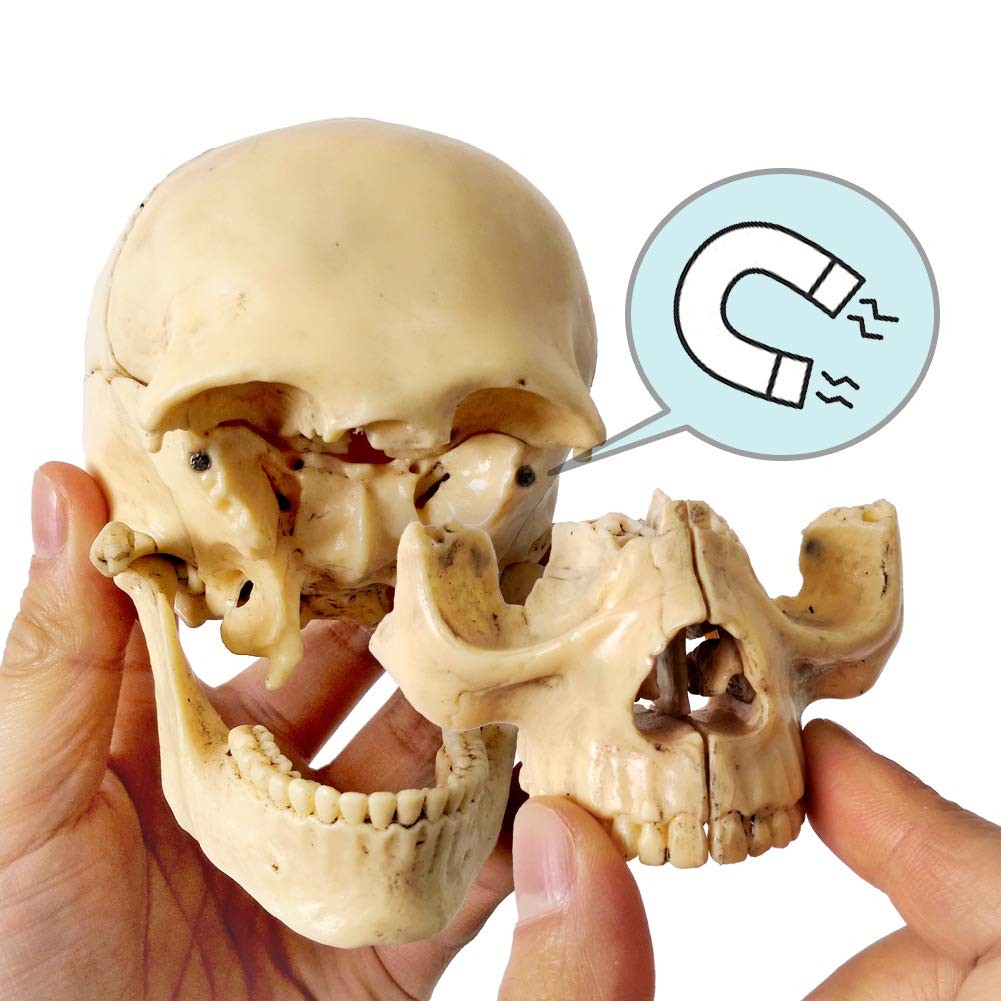 2025 New Anatomy Exploded Skull ModelHuman Medical Skull Model Dental Clinic