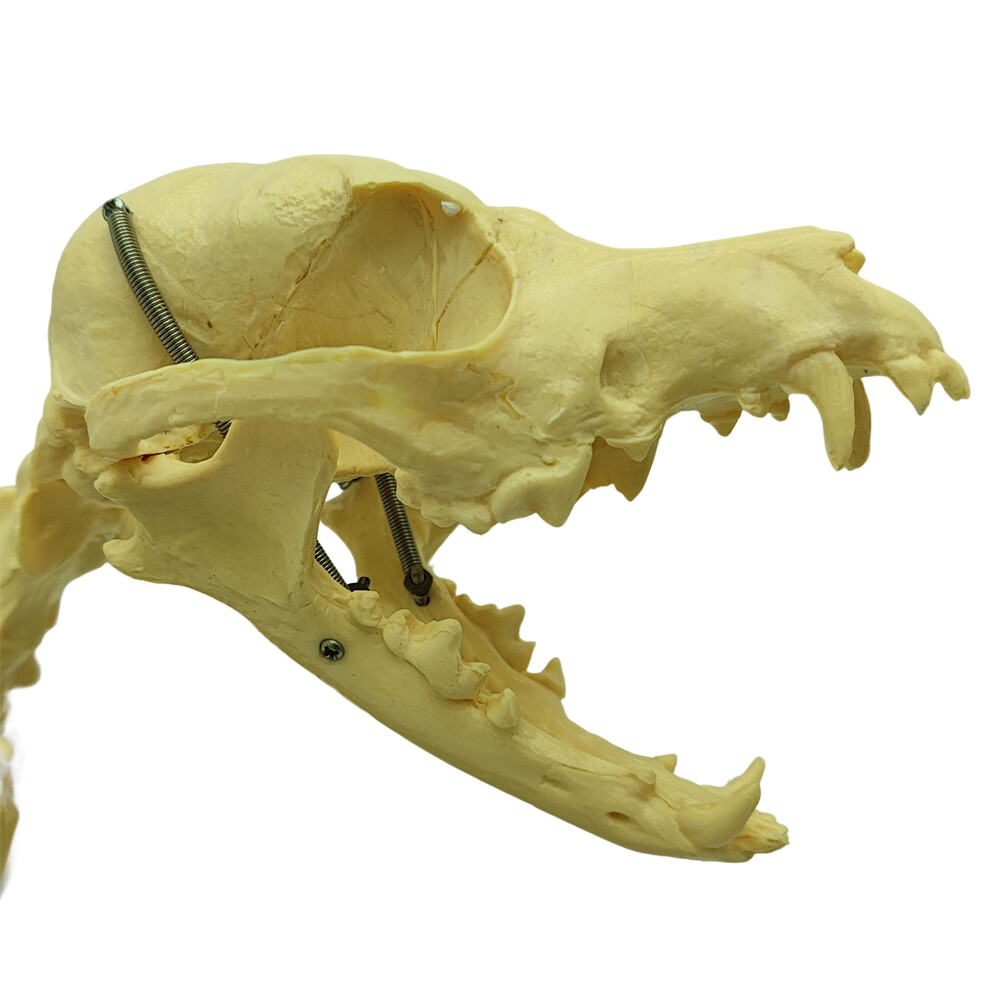 Canine Skeleton Model PVC Dog Model Bones Standard Size Education Display Model