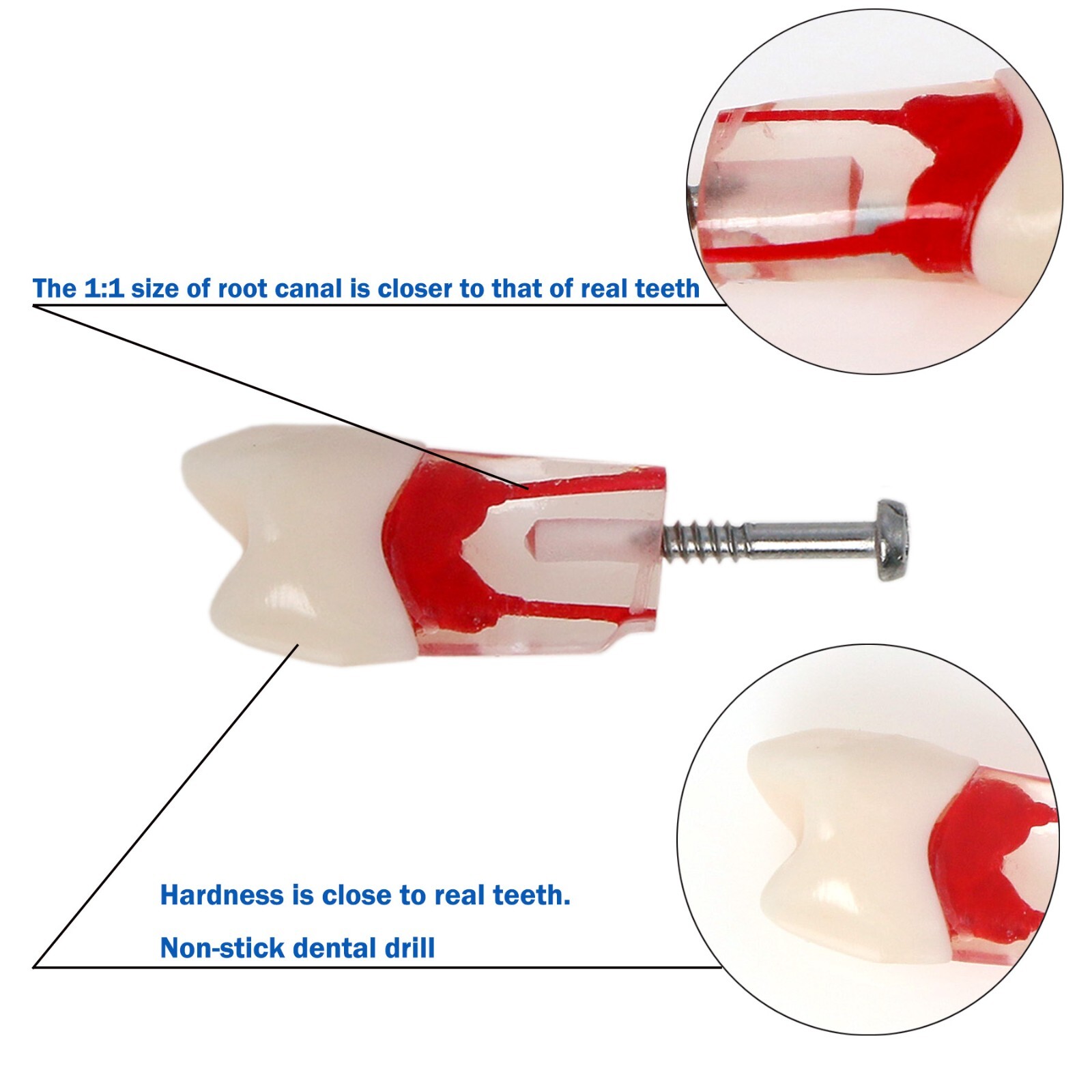 Dental Teeth Model Endo Root Canal Pulp Files Practise Blocks Fit NISSIN 200