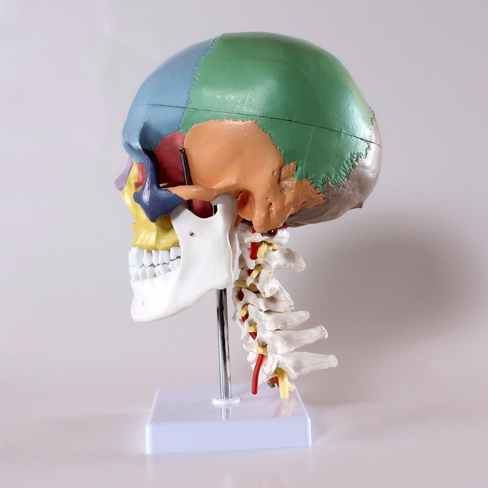 Human Anatomy Skeleton Anatomical Model with Colored Bones Cervical Vertebra US
