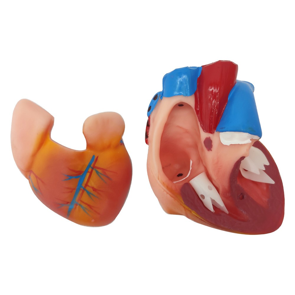 Detachable Human Torso Model Medical 31.89 in Dual-Sex Torso Anatomy Model