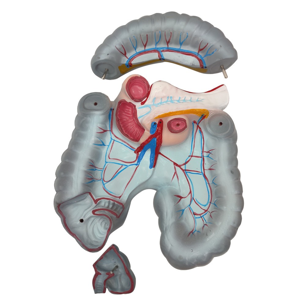 Detachable Human Torso Model Medical 31.89 in Dual-Sex Torso Anatomy Model
