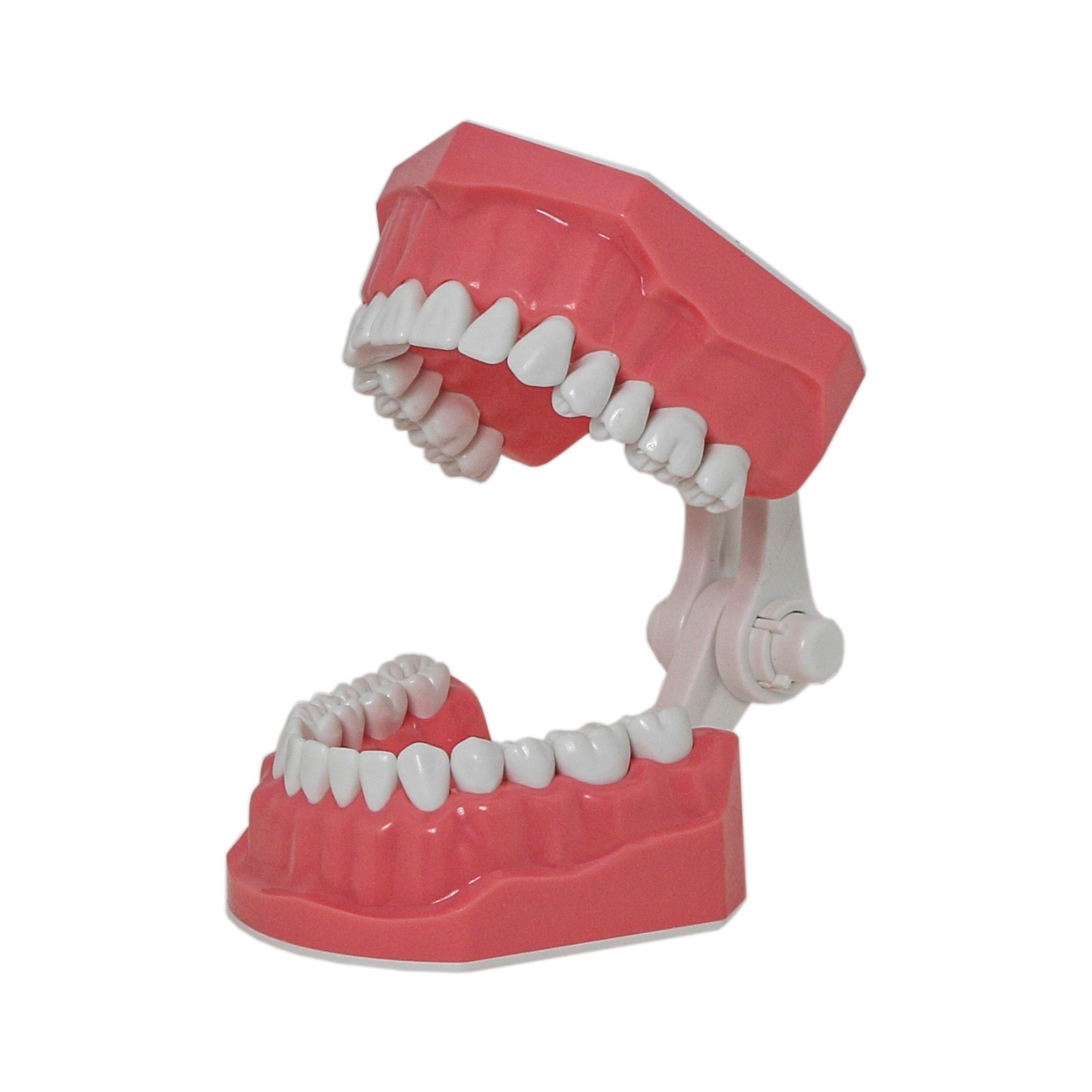 US Dental Teeth Typodont Model for Brushing Flossing Practice Teaching Study