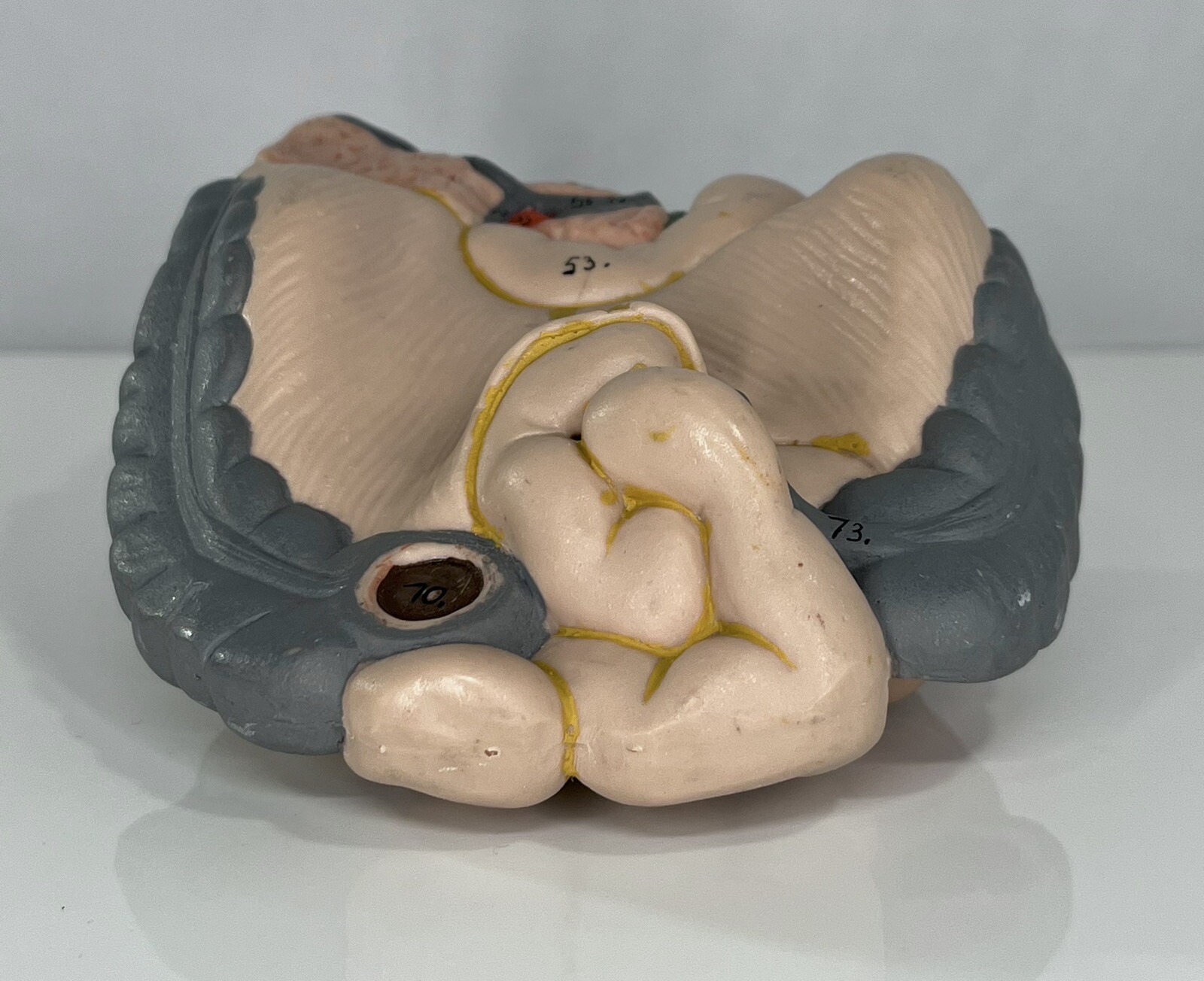 3B Scientific – Small & Large Intestine Spare Part for Human Muscle Model B55