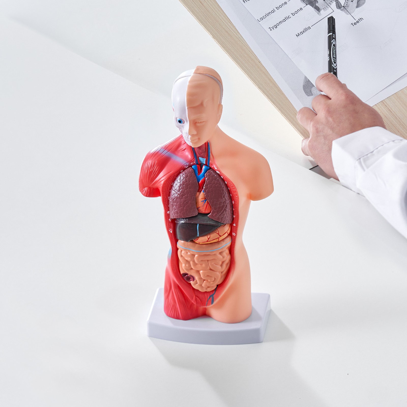 VEVOR Anatomical Human Torso Body Model Anatomy Internal Organ 11″ 15 Parts