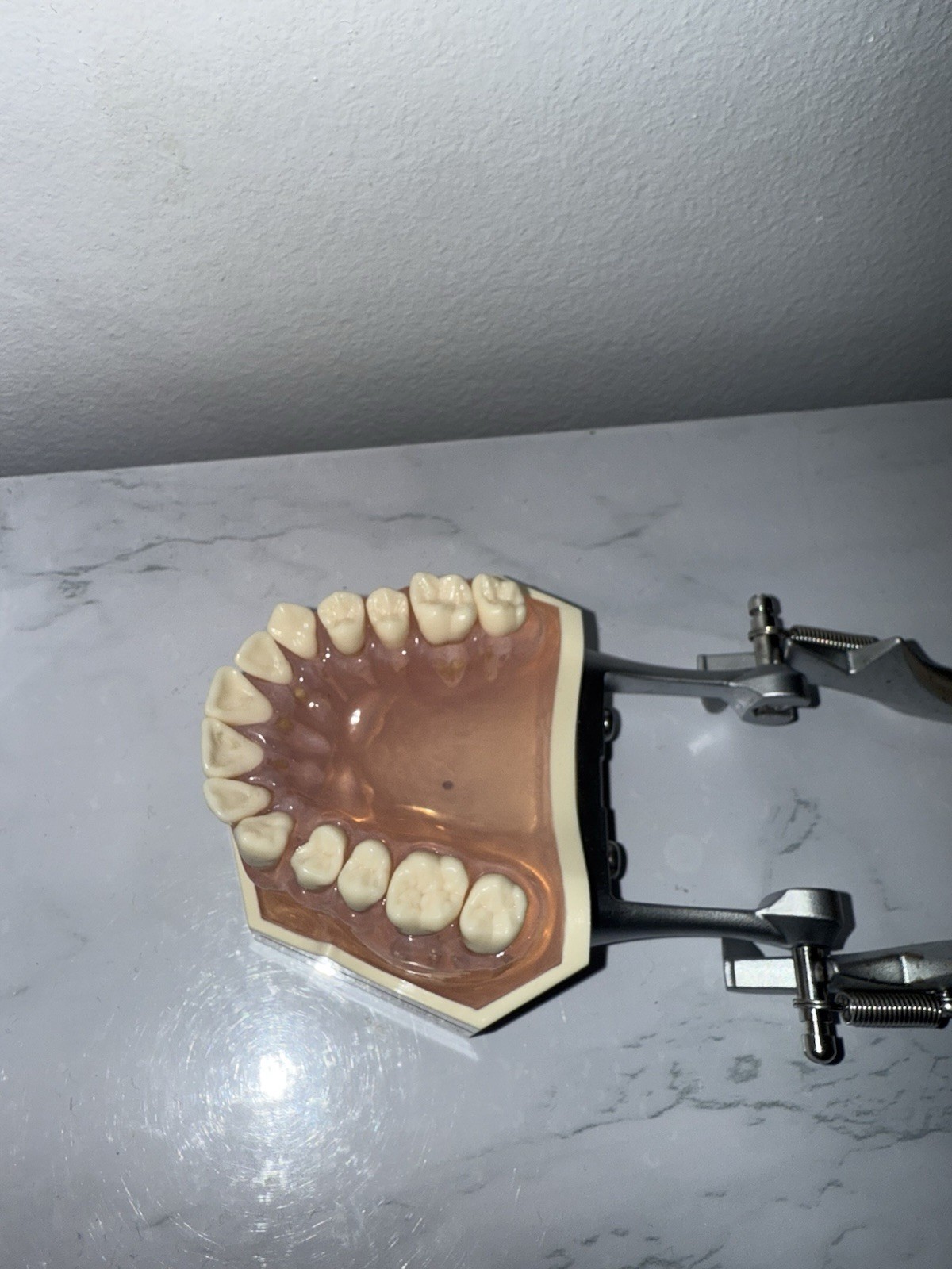 Nissin/Kilgore Dental Study Model Made In Japan PE-ANA001 – Can Remove Teeth