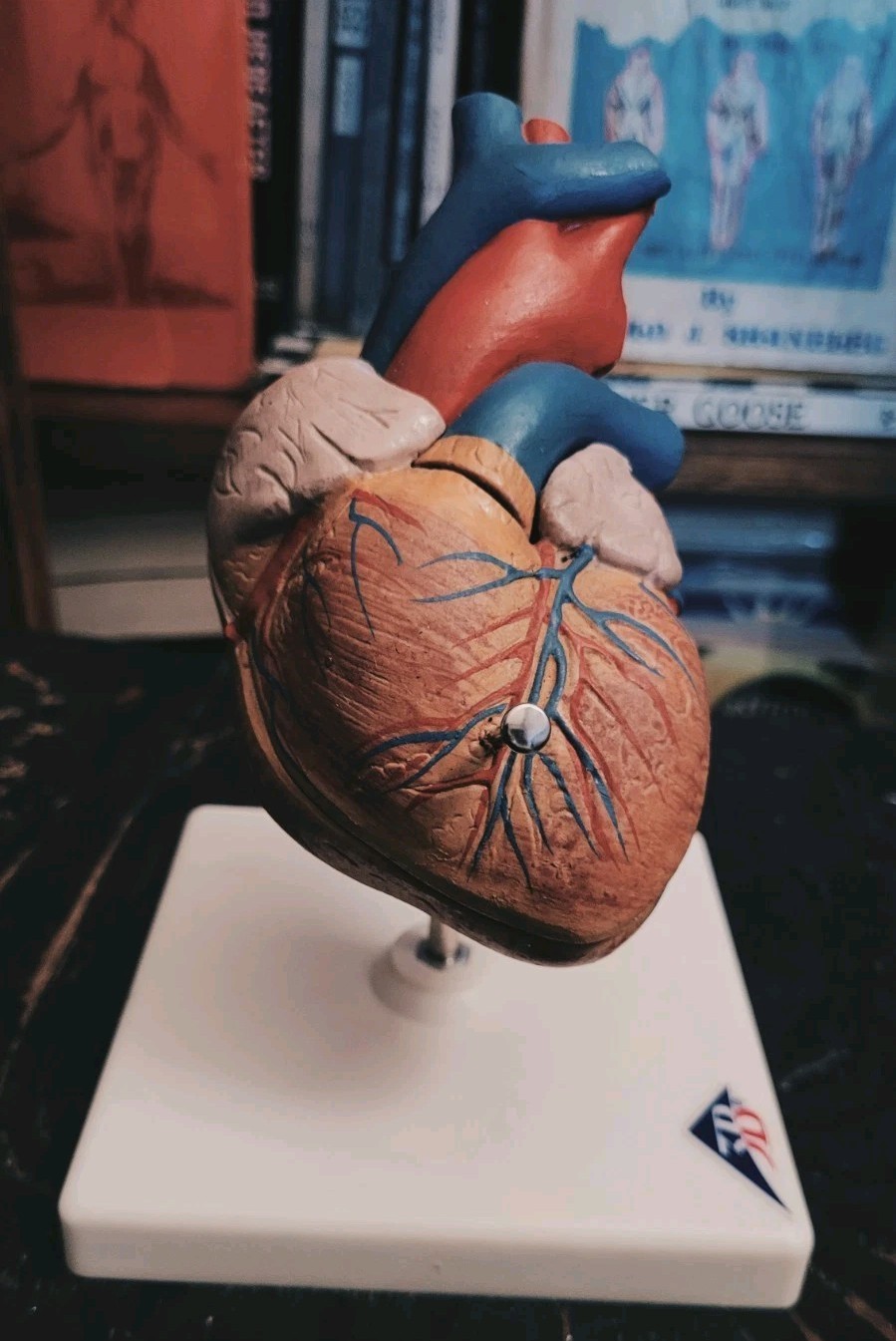 Vintage 3B Scientific G08 Human Heart Model, 2 part Anatomical Model Oddities