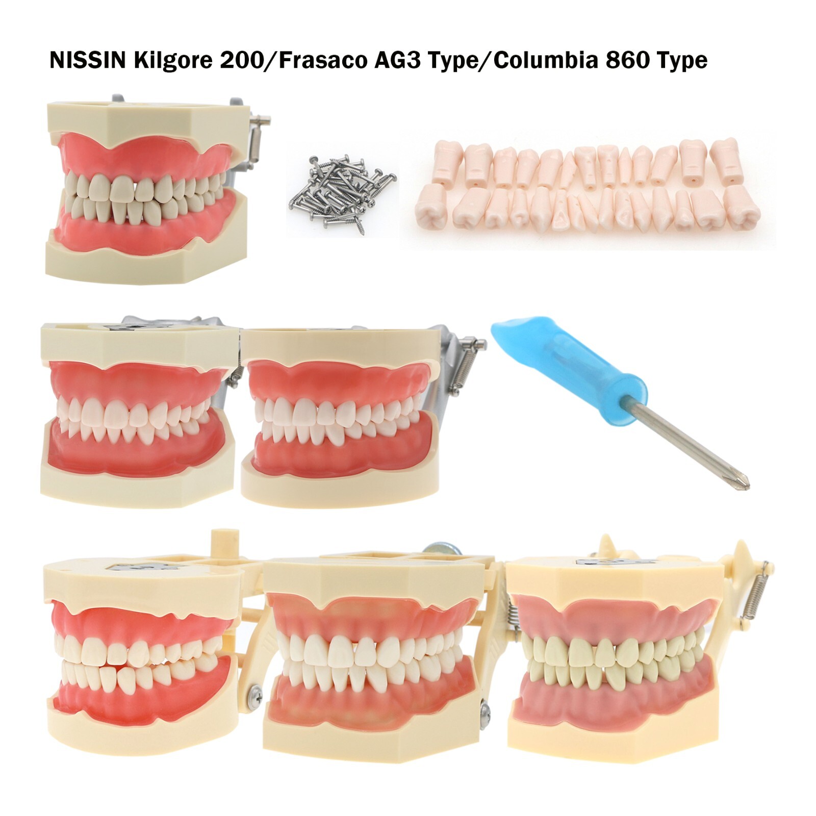 Dental Typodont & Implant Models – Educational, Pathology, Restoration Training