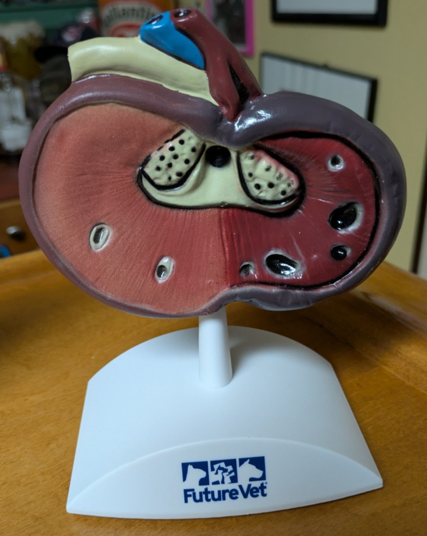 Banfield Future Vet Anatomical Model for Education Canine Kidney Nice Renal Dog