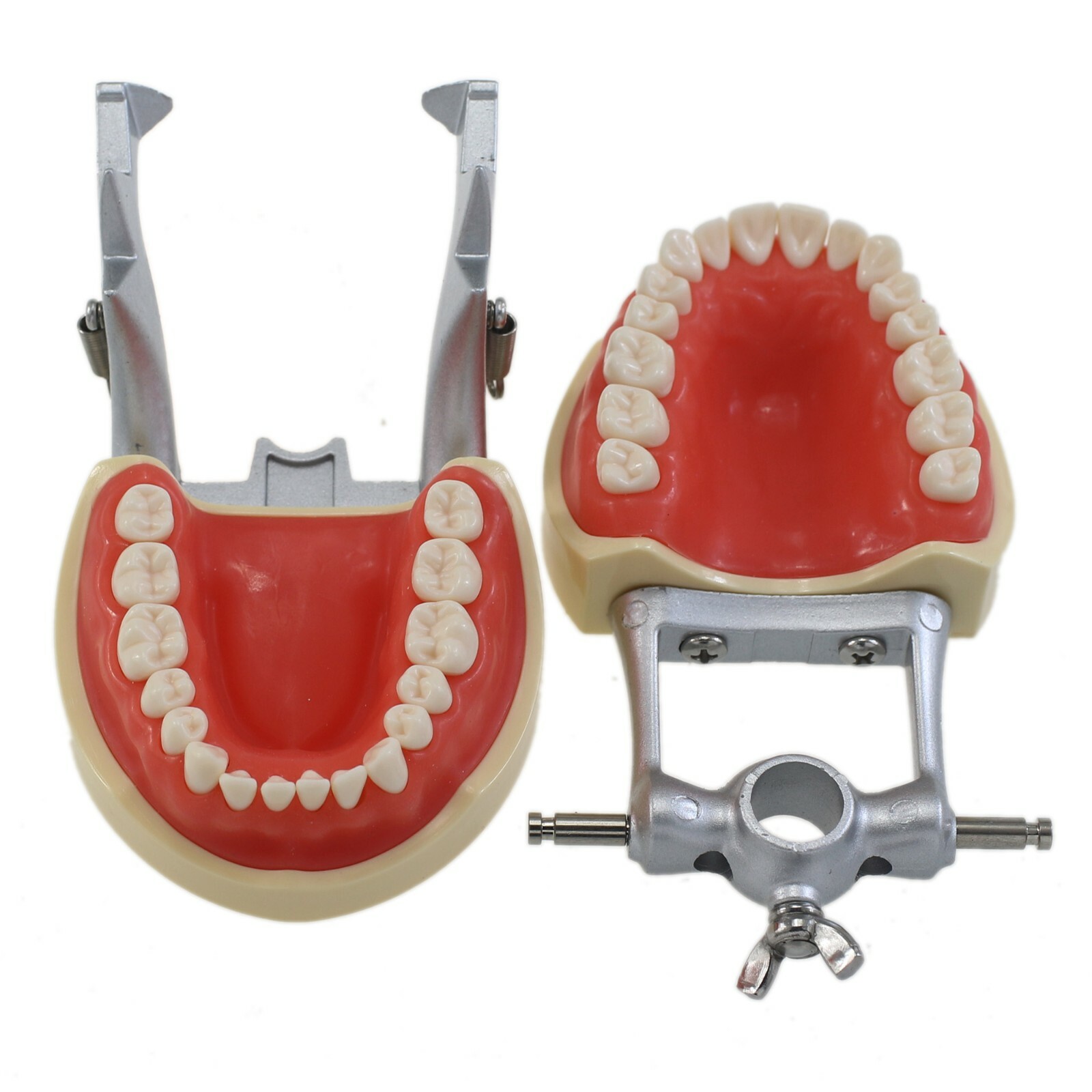 Dental Typodont Model Replacement 32PCS Teeth Mounting Pole Kilgore Nissin 200