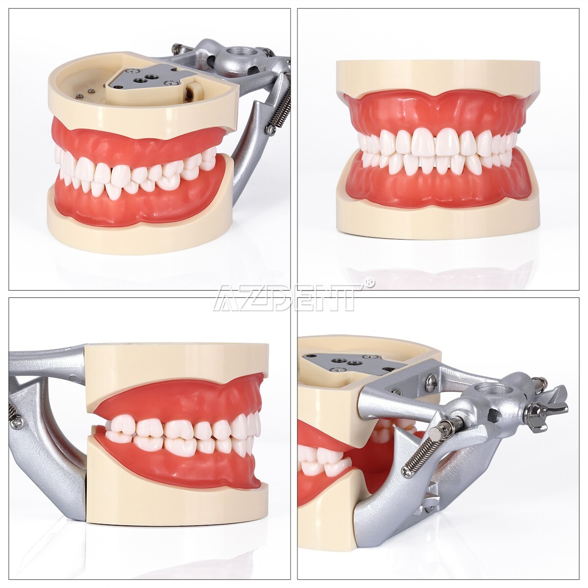 Kilgore NISSIN 200 Type Dental Typodont Model/Implant Denture Restoration Model