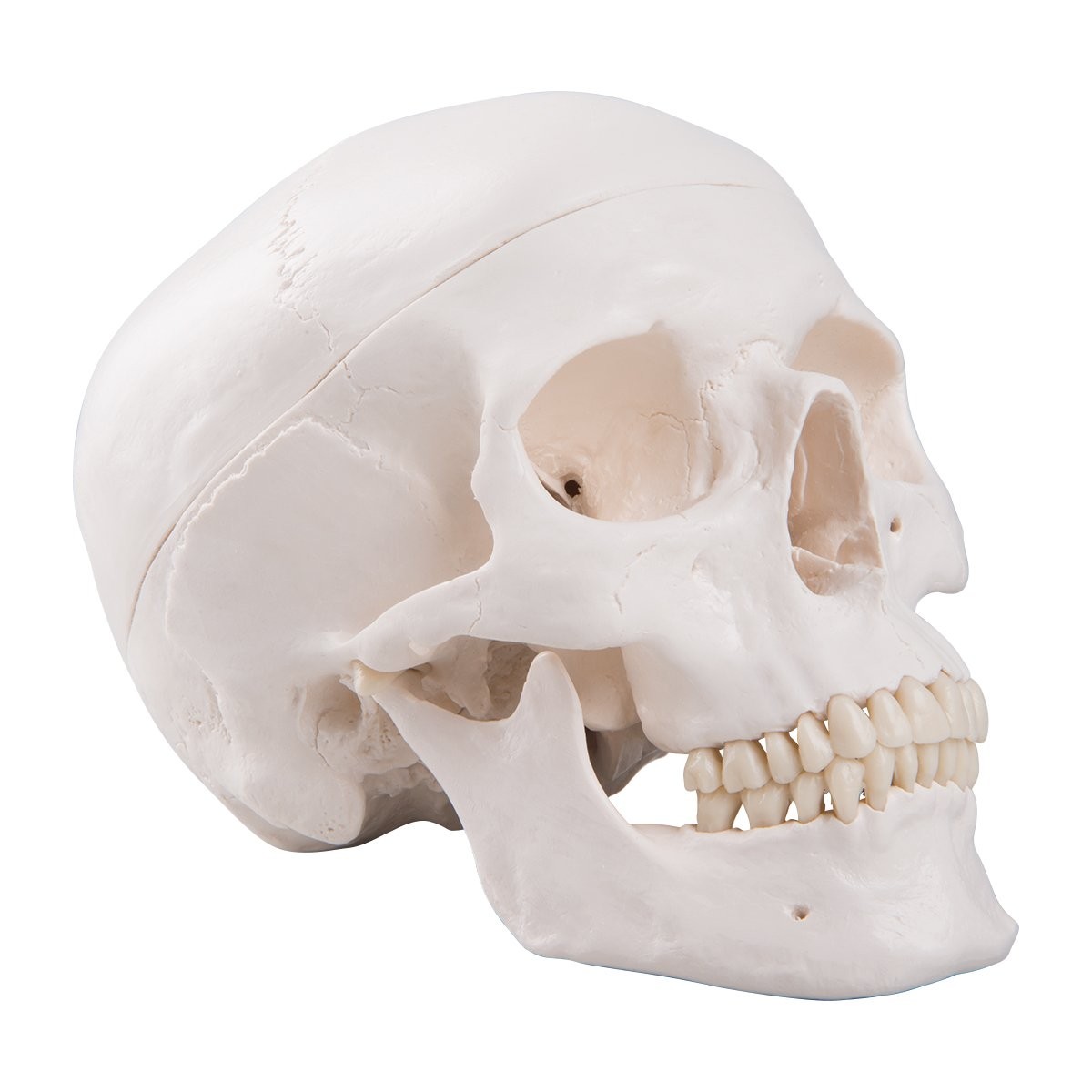 3B Scientific A20 Human Anatomy – Classic Skull Model with classique