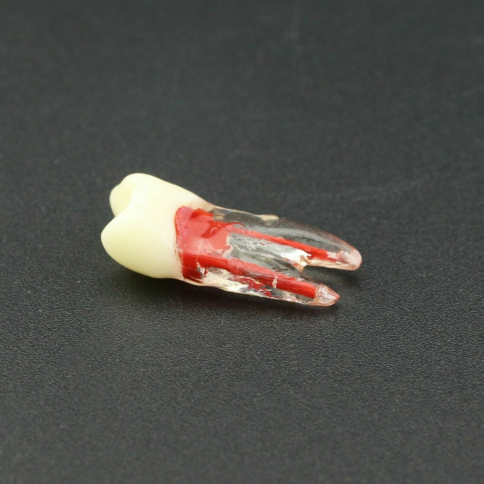 Dental Endo Root Canal Teeth Study Practice Model Fit for Kilgore Nissin