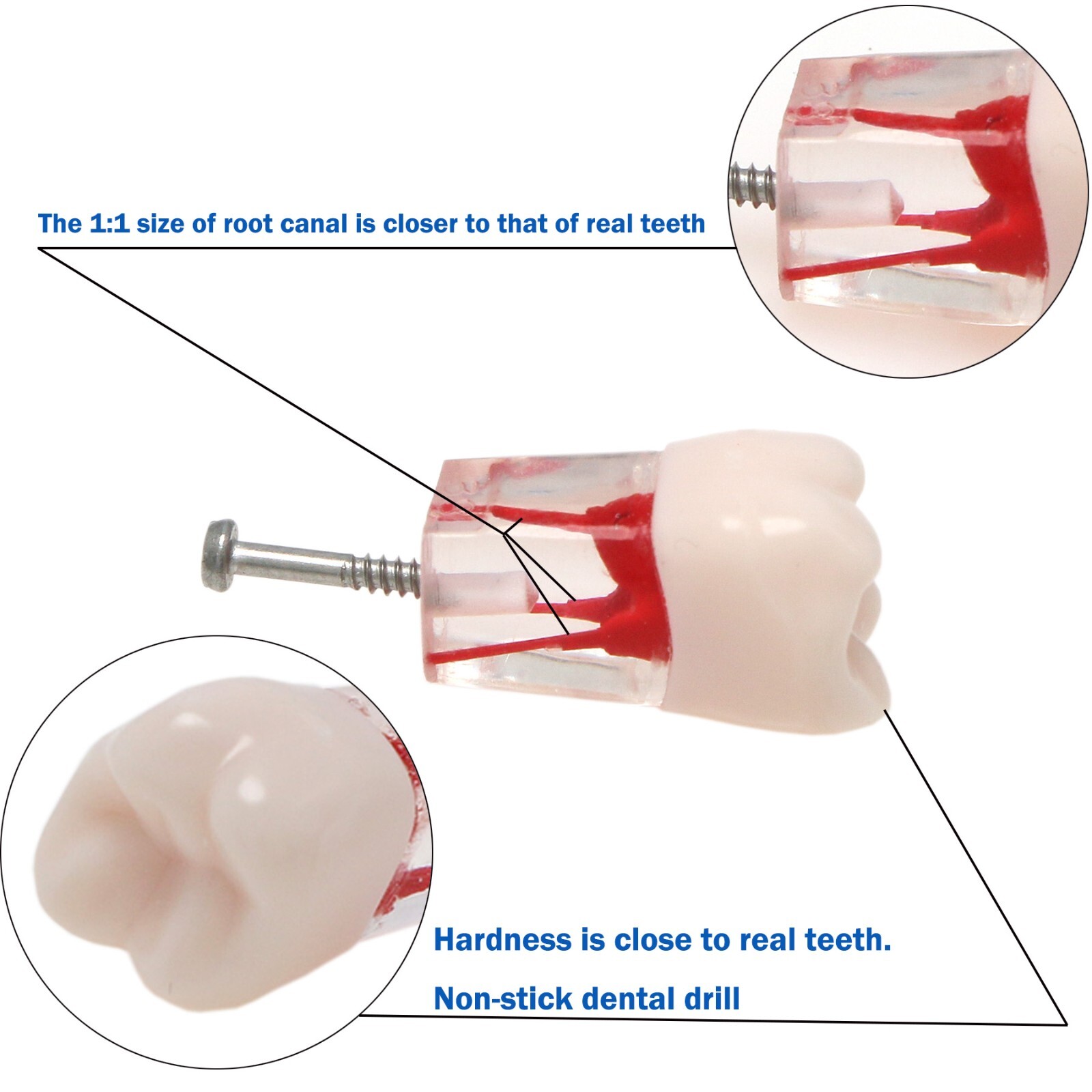 Dental Teeth Model Endo Root Canal Pulp Files Practise Blocks Fit NISSIN 200