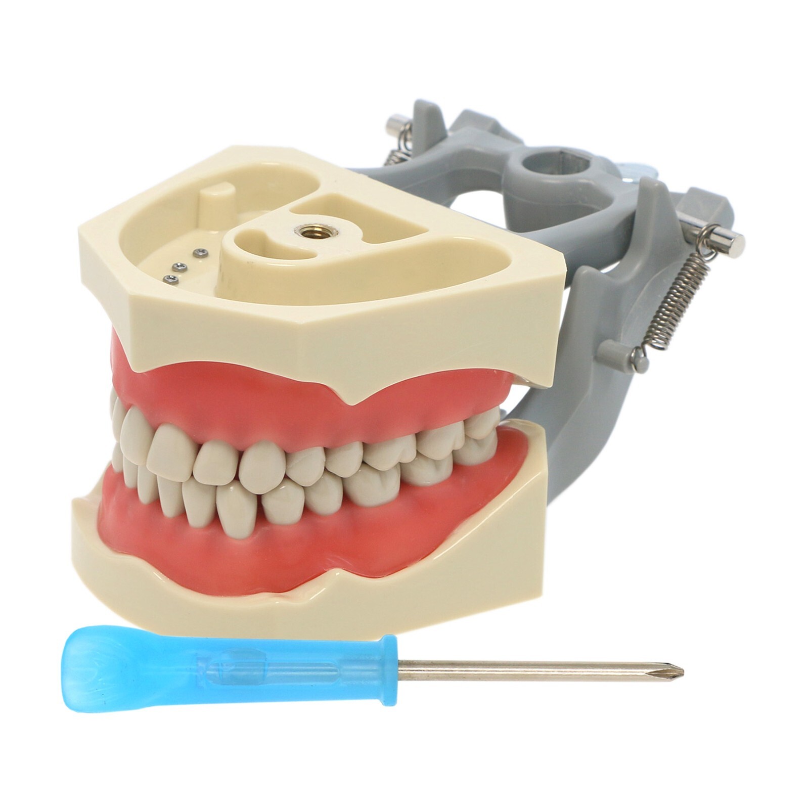 US Dental Typodont Model With Mounting Pole Fit Kilgore Nissin 200 Columbia Type