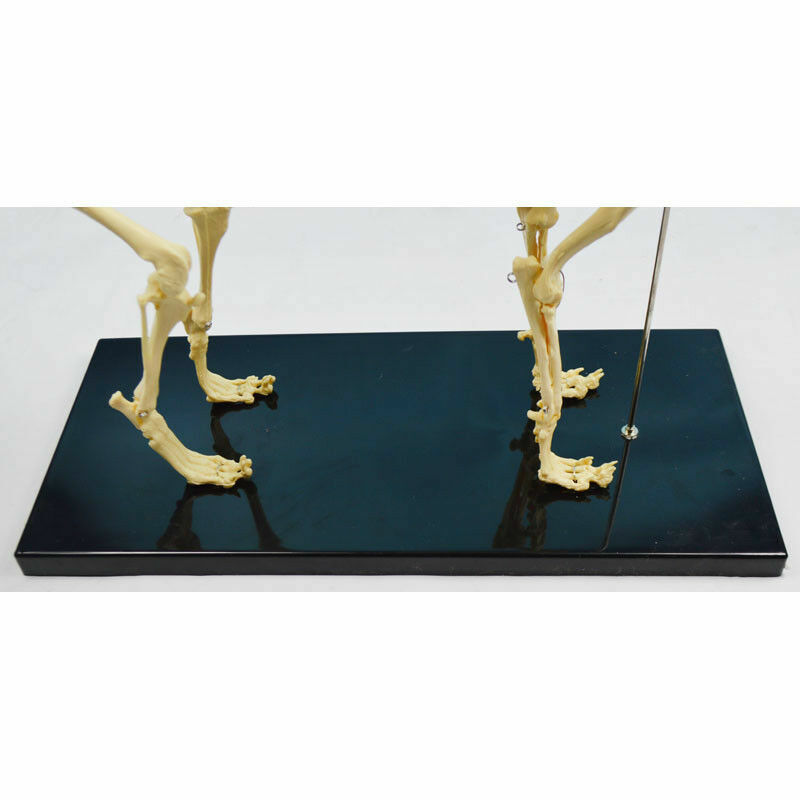 PVC Education Model Canine Skeleton Standard Size Dog Display Lab Study Veterina