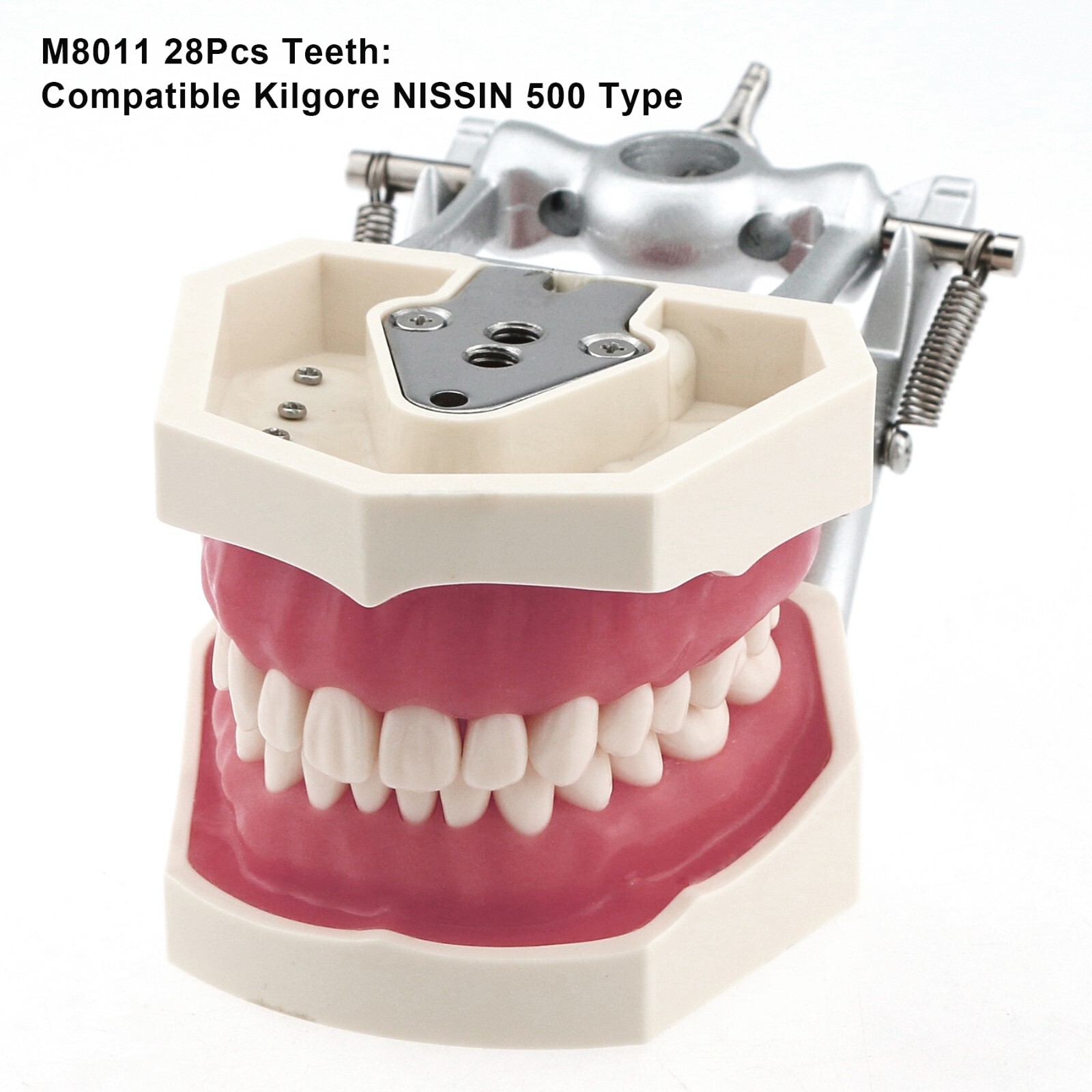 Dental Typodont & Implant Models – Educational, Pathology, Restoration Training