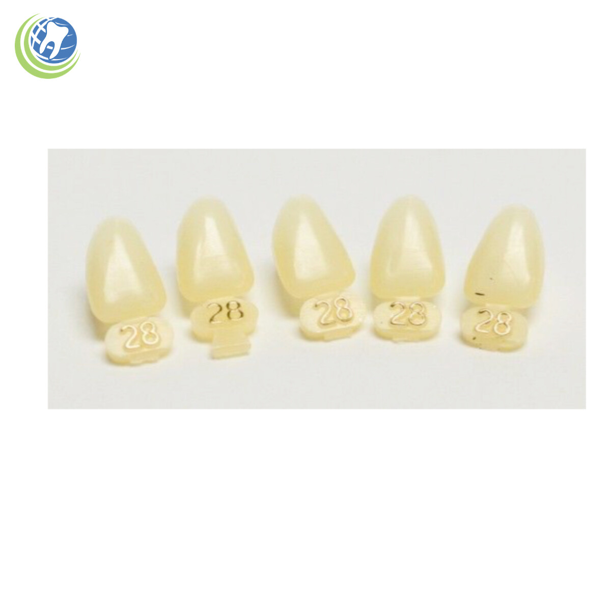 Tooth #10 Upper Left Lateral (ULL) Polycarbonate Temporary Crowns Cap Refills
