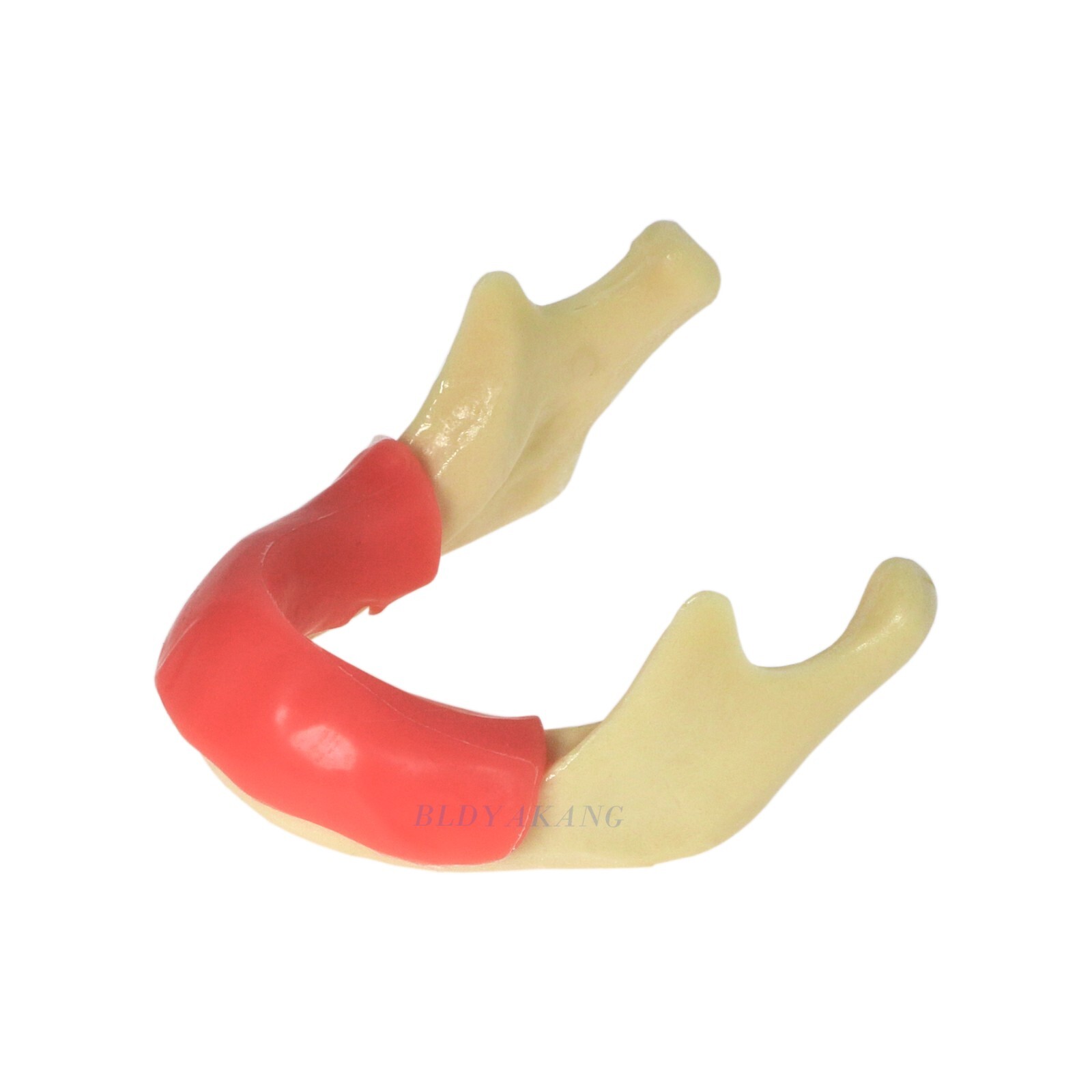 Dental Mandible Implant Jaw Bone Model For Practice Drilling M2022/2023